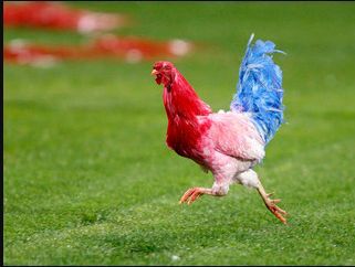 Name:  french-cockerill.jpg
Views: 80
Size:  15.4 KB