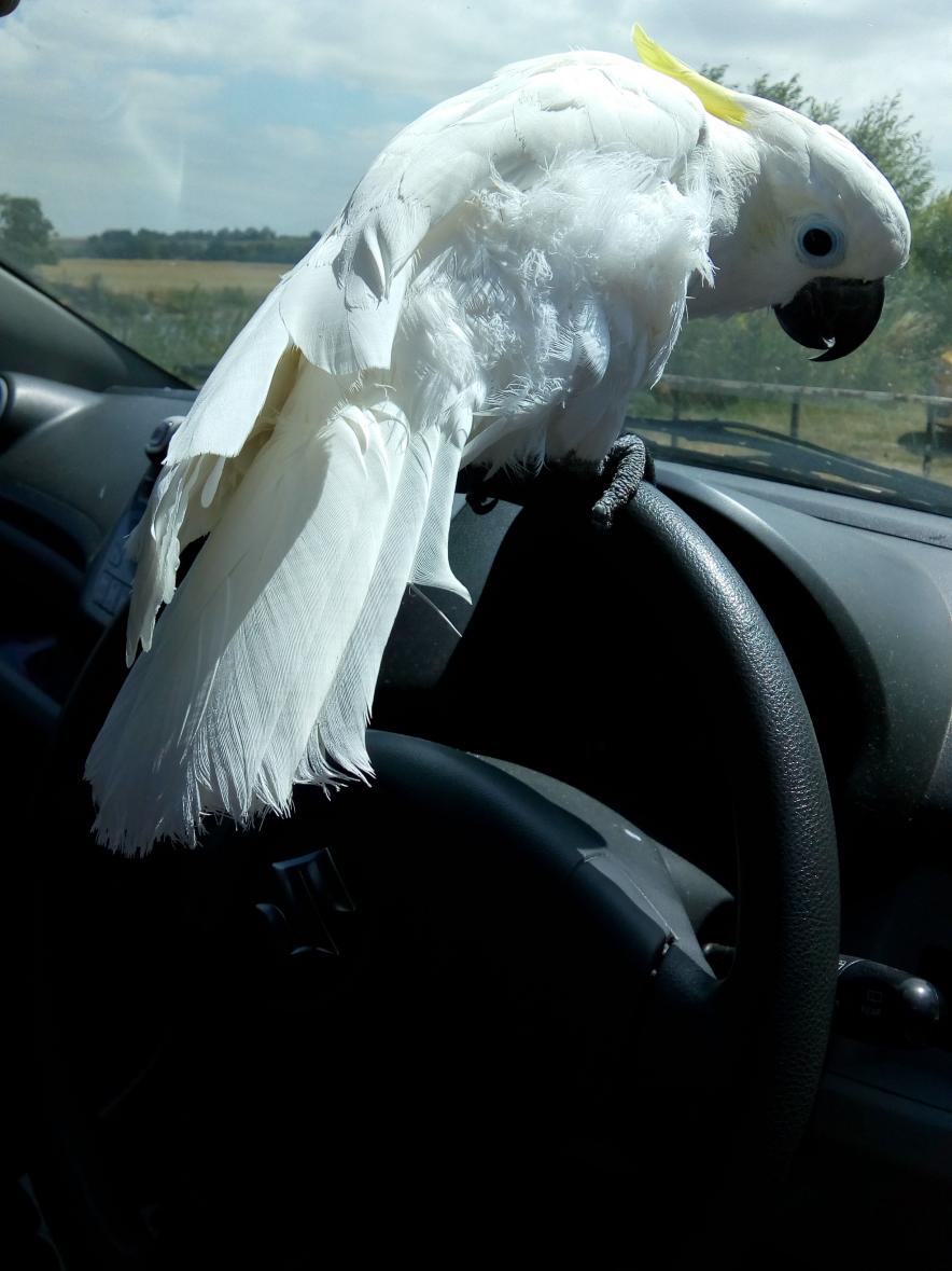 Name:  IMG_20180710_132934782.jpg
Views: 56
Size:  89.1 KB