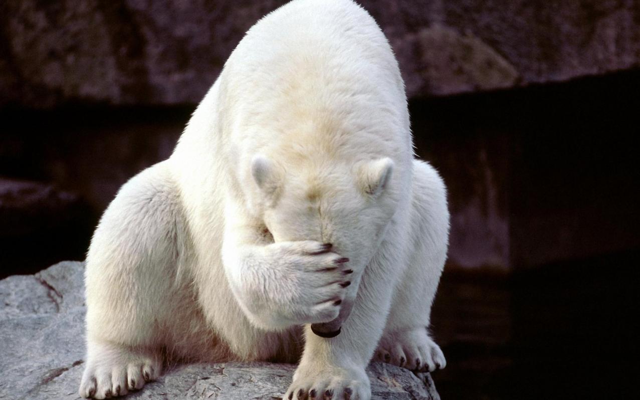 Name:  Polar bear.jpg
Views: 410
Size:  93.0 KB