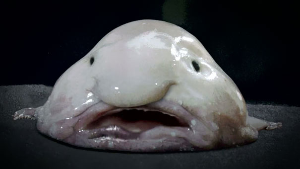 Name:  blob fish.jpg
Views: 292
Size:  22.6 KB