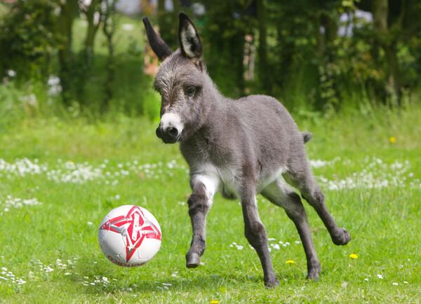 Name:  donkey-ball.jpg
Views: 1567
Size:  43.7 KB