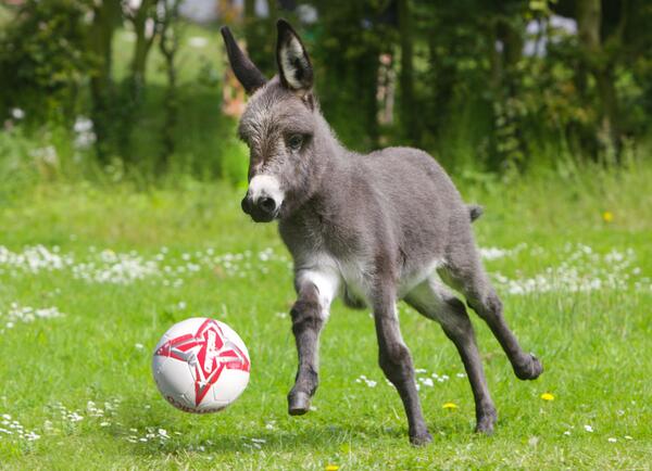 Name:  donkey-ball.jpg
Views: 1574
Size:  43.7 KB