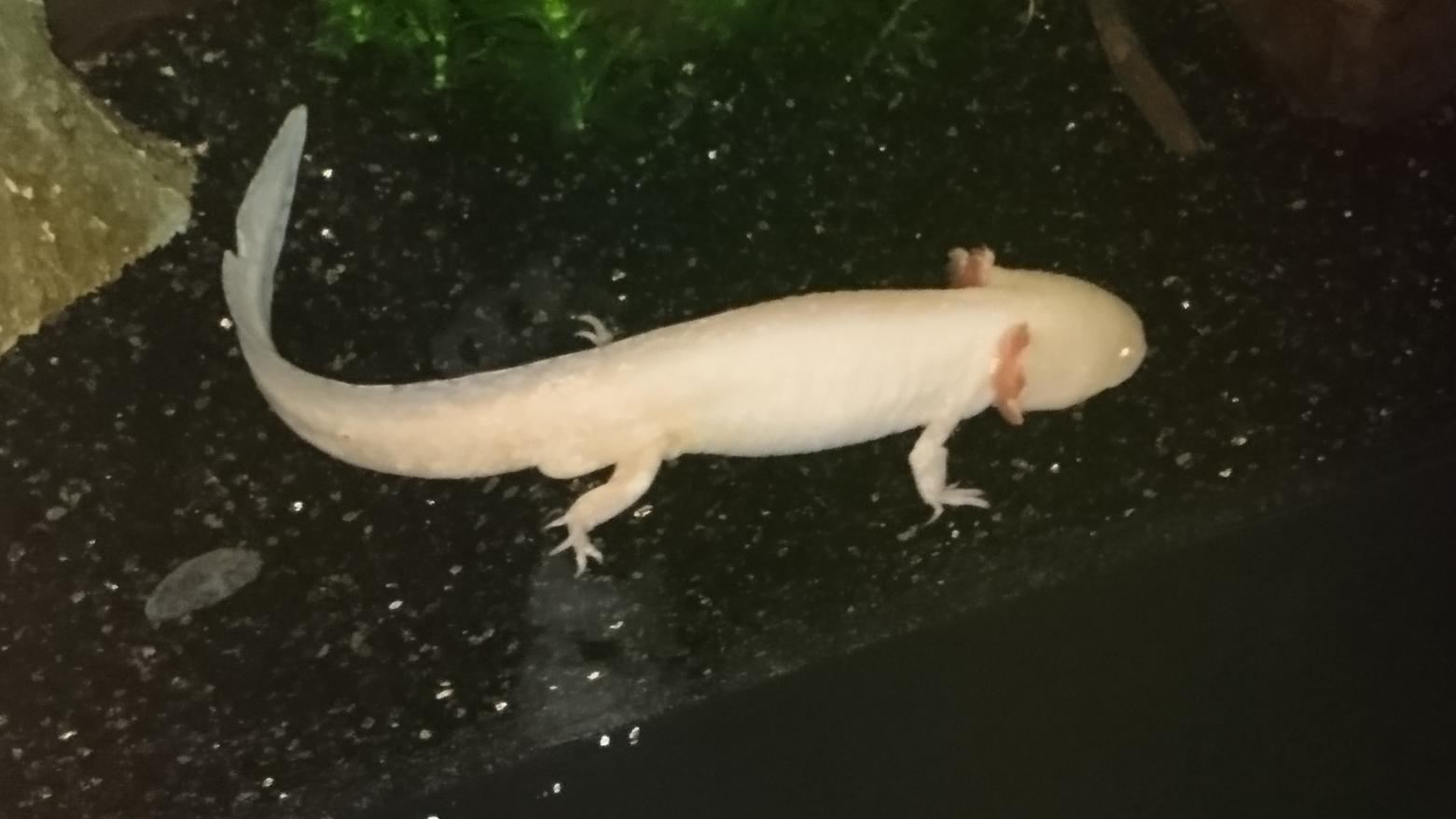 Name:  DSC_2741.jpg
Views: 458
Size:  83.2 KB