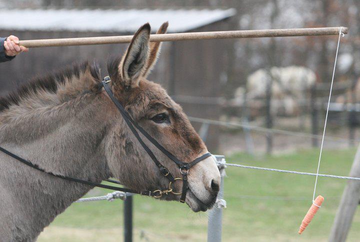 Name:  donkey-carrot.jpg
Views: 1061
Size:  49.4 KB
