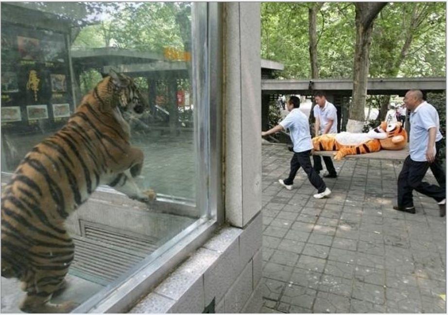 Name:  tiger.jpg
Views: 653
Size:  92.4 KB