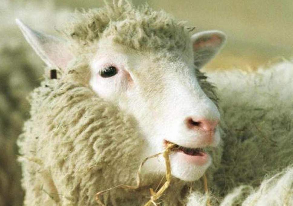 Name:  dolly-the-sheep.jpg
Views: 476
Size:  57.6 KB