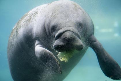 Name:  Manatee-1_preview.jpg
Views: 2197
Size:  14.4 KB
