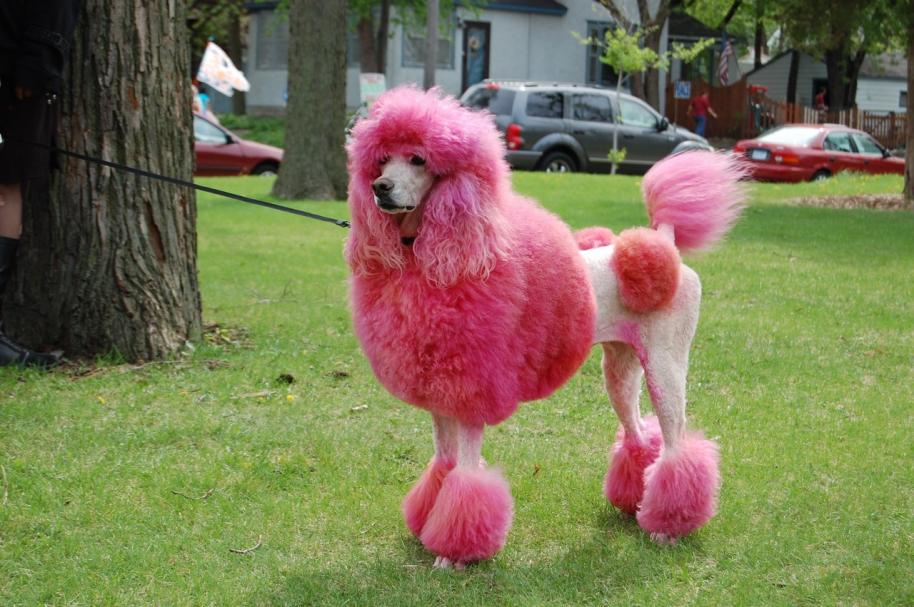 Name:  reed poodle.jpg
Views: 300
Size:  97.7 KB