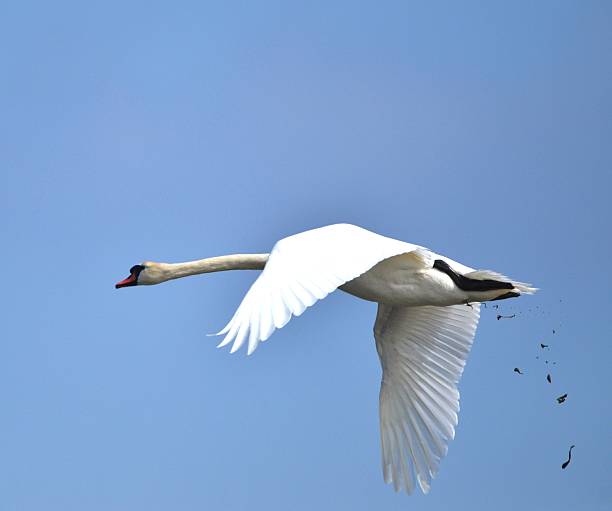 Name:  swan****.jpg
Views: 215
Size:  12.3 KB