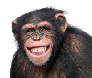 Name:  chimpmedia.jpg
Views: 376
Size:  53.1 KB