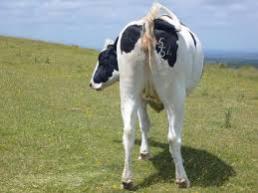 Name:  COW'S_ARSE.jpg
Views: 209
Size:  9.1 KB