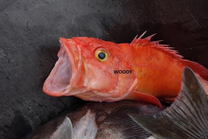 Name:  gaping-mouth-redfish-freshly-caught-red-fish-seward-alaska-41937228.jpg
Views: 329
Size:  55.2 KB
