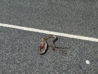 Name:  DC2C19B1-8803-483E-B2DE-E2EA2B3FFD5C.jpeg
Views: 159
Size:  45.2 KB