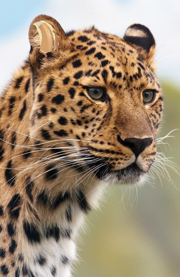 Name:  leopard-head.jpg
Views: 319
Size:  97.8 KB