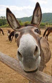 Name:  donkey.JPG
Views: 552
Size:  20.4 KB