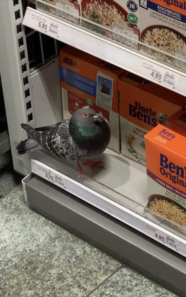 Name:  pigeon.jpg
Views: 87
Size:  97.8 KB