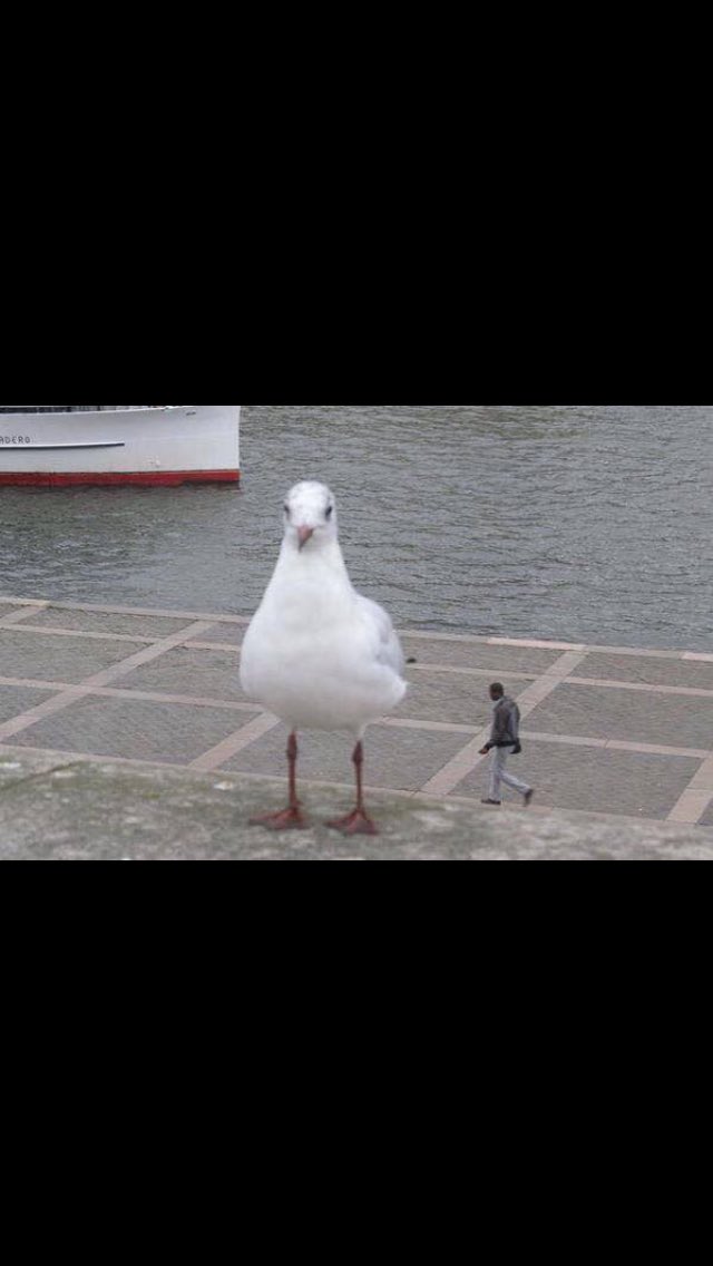 Name:  gull 2.jpg
Views: 147
Size:  48.1 KB