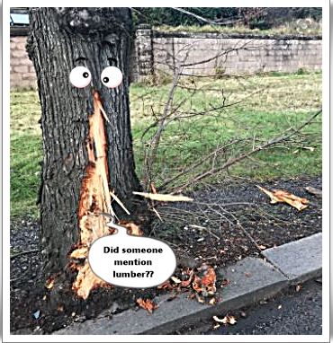 Name:  tree.JPG
Views: 500
Size:  58.0 KB