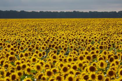 Name:  sunflowers.jpg
Views: 134
Size:  36.3 KB