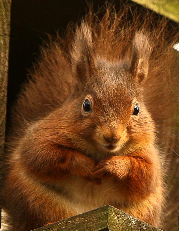 Name:  sq77.jpg
Views: 128
Size:  80.1 KB