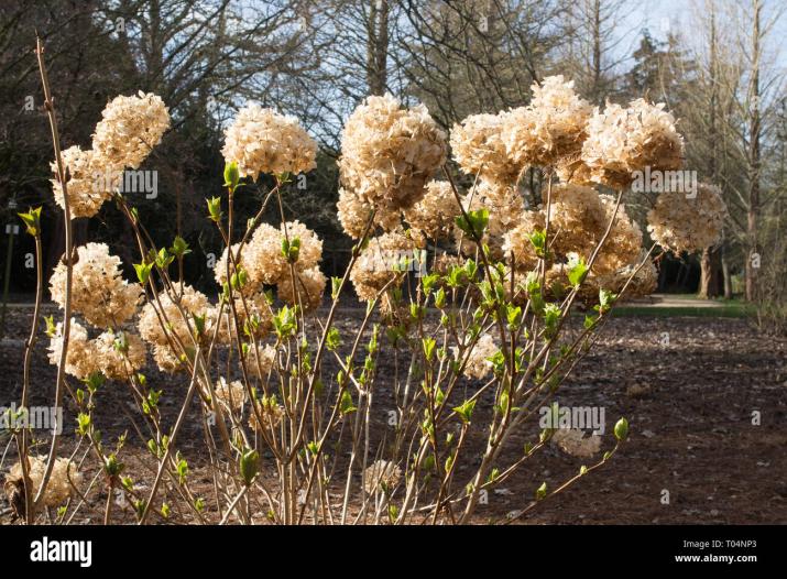 Name:  hydrangea-macrophylla-bush-flower-dead-heads-deadheads-in-an-english-garden-T04NP3.jpg
Views: 52
Size:  103.1 KB