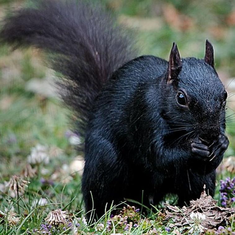 Name:  BlackSqu.jpg
Views: 121
Size:  86.9 KB