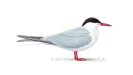 Name:  Tern.jpg
Views: 858
Size:  1.3 KB