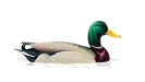 Name:  Duck.jpg
Views: 823
Size:  1.7 KB