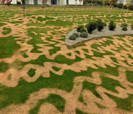 Name:  tmp_16862-the_owner_of_wanaka_s_green_and_brown_patterned_la_5534ebe2d6-1427850464.jpg
Views: 823
Size:  51.7 KB