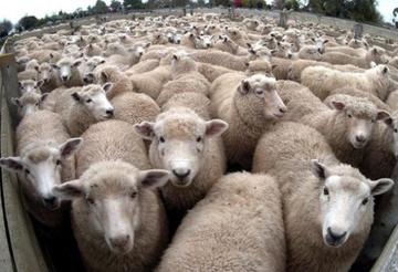 Name:  24-Sheep.jpg
Views: 351
Size:  20.2 KB