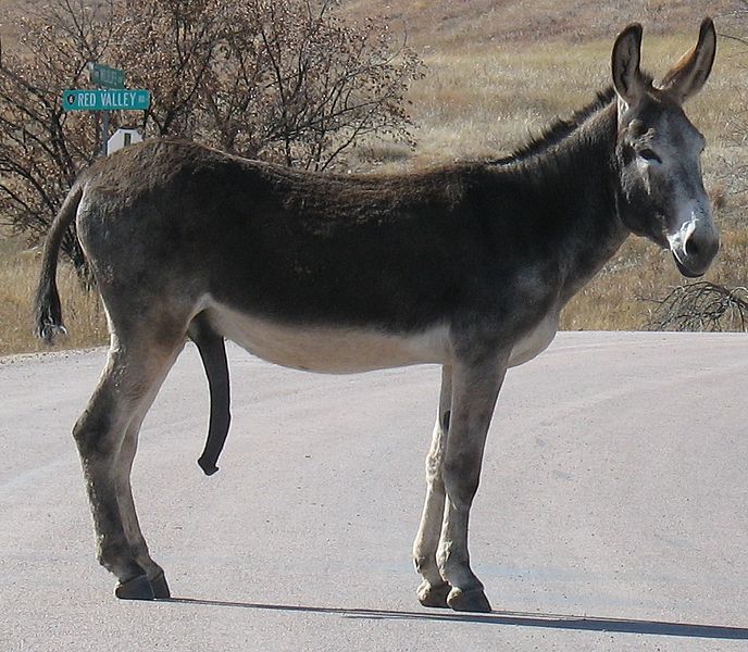 Name:  DONKEY *****.jpg
Views: 68
Size:  96.8 KB