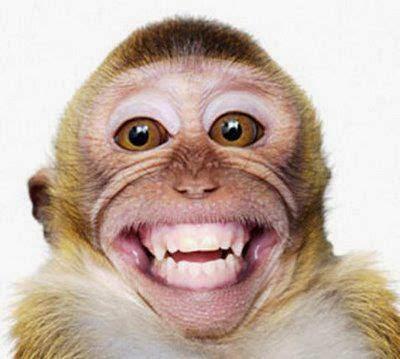 Name:  MONKEY.jpg
Views: 441
Size:  21.2 KB