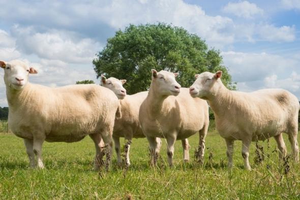 Name:  7A578CE7-9BA3-47D2-851560E4FFC48A91.jpg
Views: 109
Size:  40.3 KB