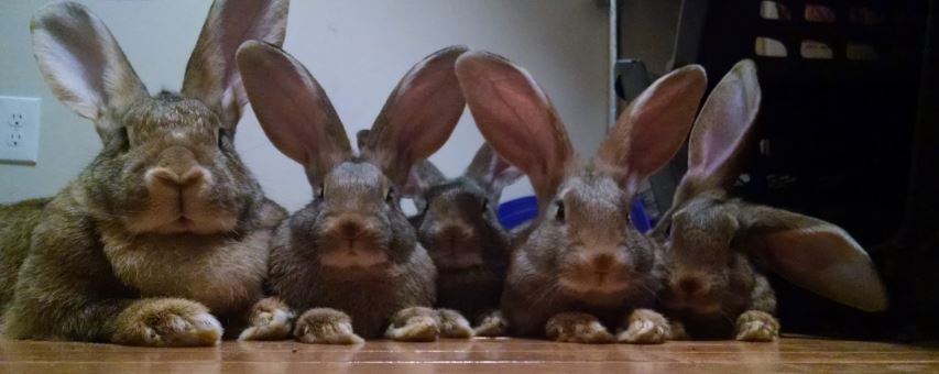 Name:  Giant Rabbits.JPG
Views: 151
Size:  45.4 KB
