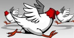 Name:  headless chickens.jpg
Views: 327
Size:  9.2 KB