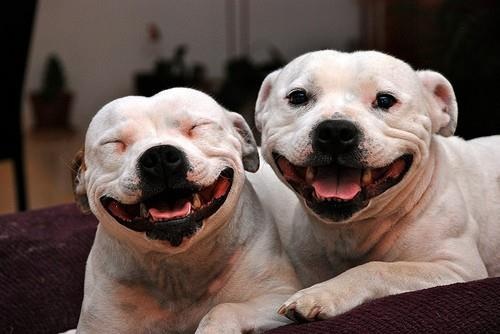 Name:  Staffies laughing.jpg
Views: 352
Size:  35.5 KB