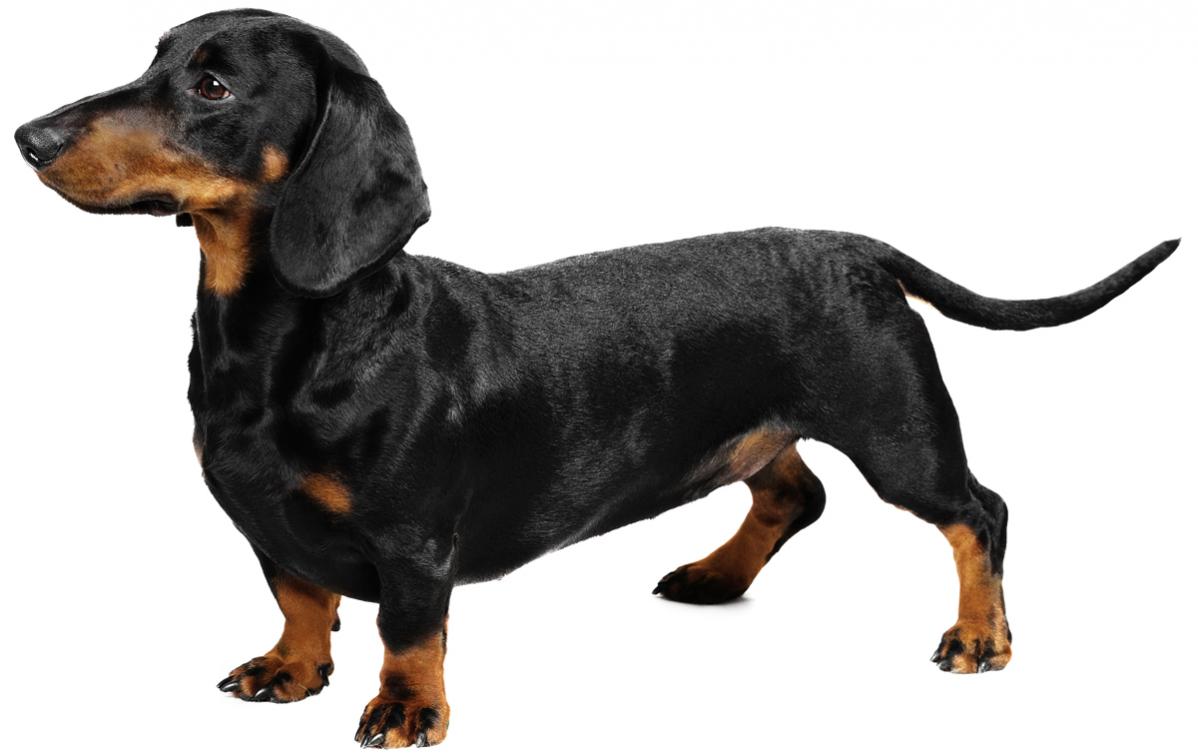 Name:  file_23020_dachshund-dog-breed.jpg
Views: 874
Size:  66.7 KB
