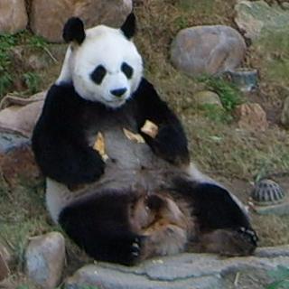 Name:  Panda-AnAn.jpg
Views: 241
Size:  17.0 KB