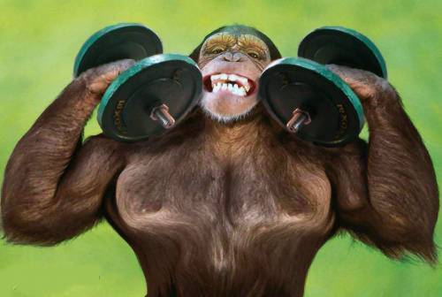 Name:  Funny-Muscle-Monkey-Weightlifting-Picture.jpg
Views: 294
Size:  22.4 KB