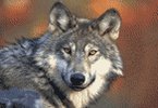 TundraWolf's Avatar